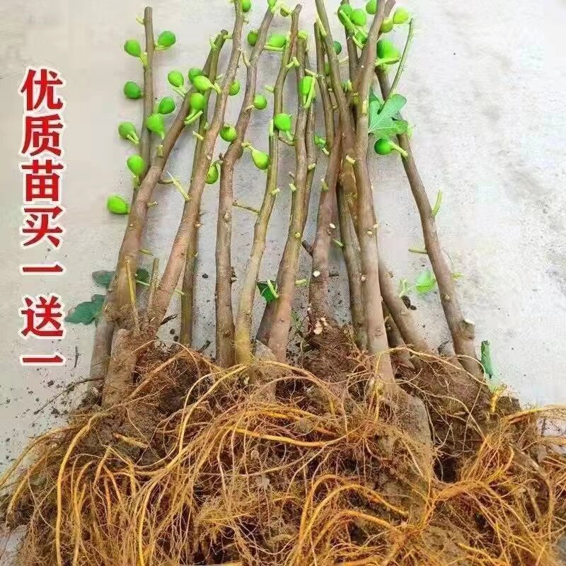 无花果树苗当年结果布兰瑞克室内外矮化盆栽新品种南北方种植图片