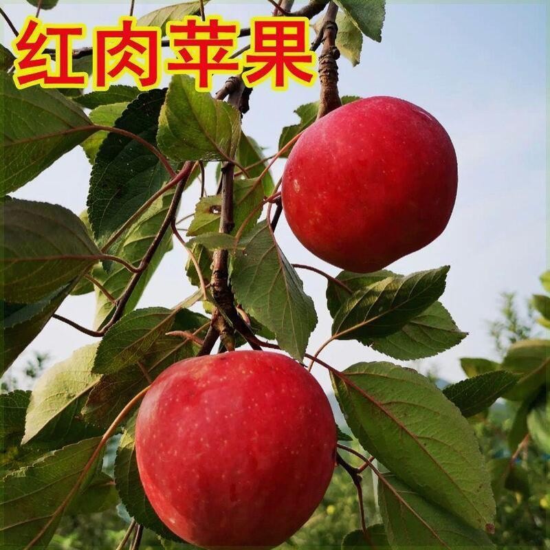 盆栽苗苹果栽嫁接红肉苹果结果耐寒地新品种当年种植树苗南北方苗