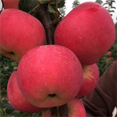 苹果树苗嫁接众成一号盆栽