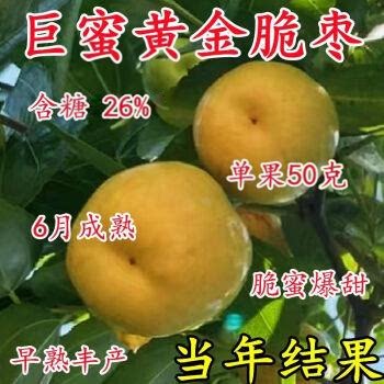新品枣树苗超甜嫁接南方北