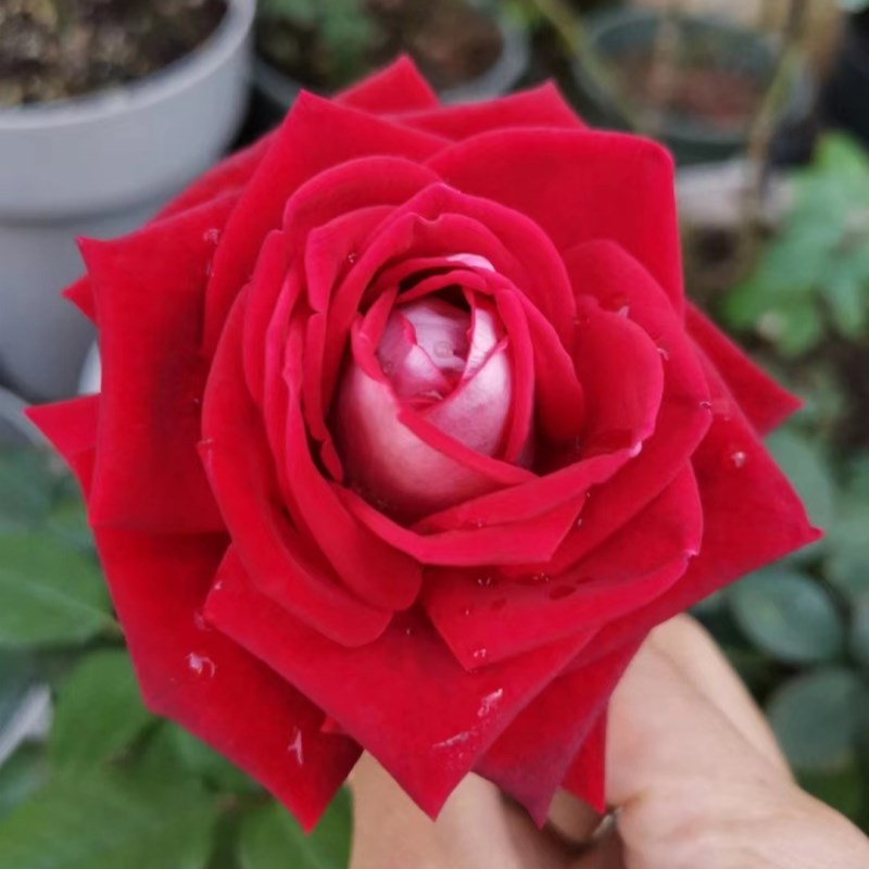 情书玫瑰花苗植物四季易活盆栽花卉绿植阳台庭院四季开花月季盆栽