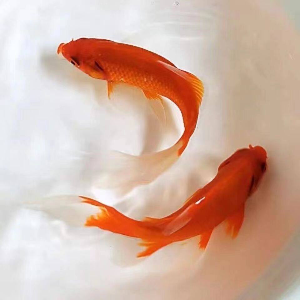 观赏鱼活鱼草金鱼红草金练手鱼新手鱼冷水鱼龟食好养活小金鱼