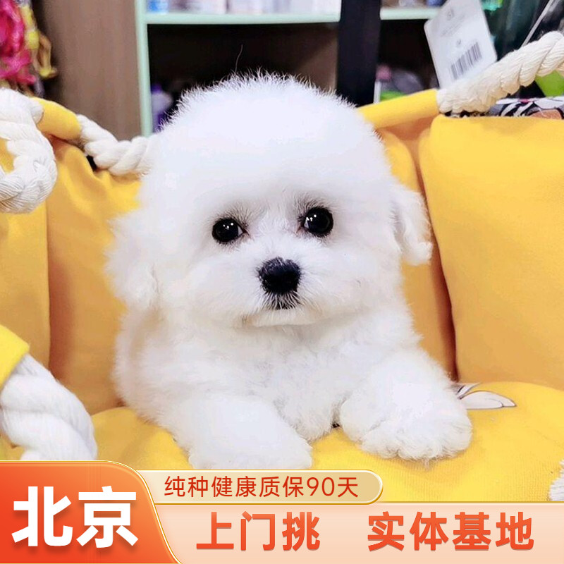 北京纯种比熊幼犬长不大不掉毛飞耳比熊犬小型犬茶杯犬活体宠物狗