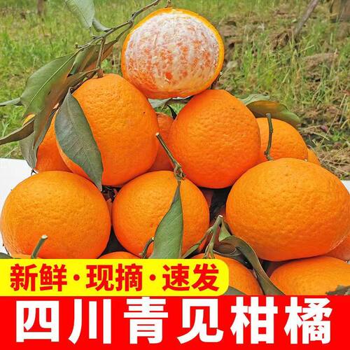 正宗见春柑橘四川柑橘现摘新鲜水果整箱高山丑八怪柑橘不知丑火橘