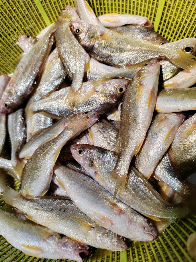 北海船捕小白花鱼滑仔海鲜新鲜活冻红烧油炸 全店满5件顺丰包邮