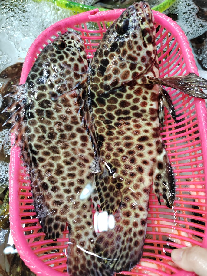 天然钓口金钱斑新鲜石斑鱼刺身清蒸红速冻1斤 全店满5件顺丰包邮