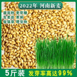 5斤新小麦种子小麦粒发芽猫草麦芽糖钓鱼打窝鱼饵小麦草小麦苗籽