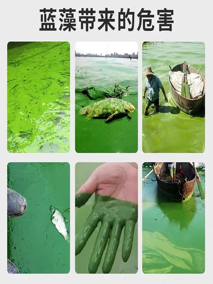 鱼塘除藻剂青苔生物蓝藻水藻分解素酶鱼池除绿水苔藻净水不伤鱼