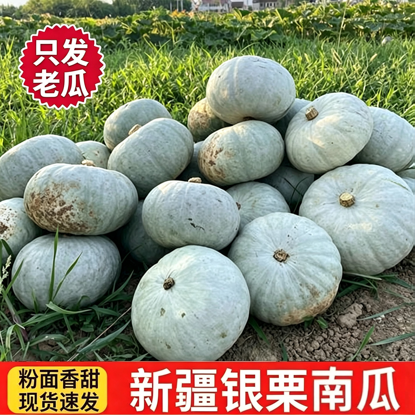 新疆银栗南瓜沙漠金丝贵族板栗味非贝贝孕妇宝宝代餐辅食产地直发