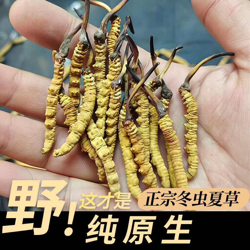 匀康堂【0.3克/根大草】藏区头茬冬虫夏草3根一克原生草送人送礼