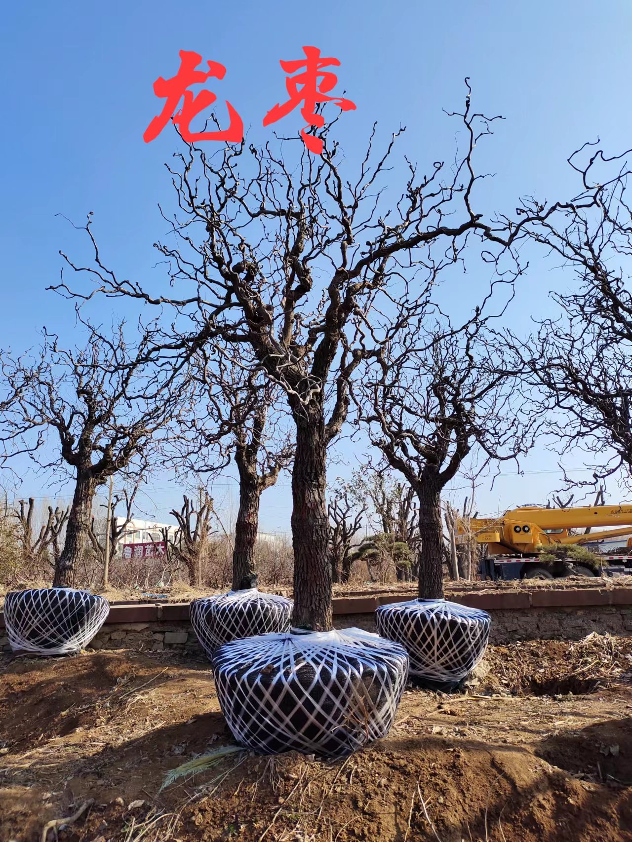 龙枣树庭院南北方种植造型果树盆栽地栽抗寒抗旱观赏果树龙枣落叶