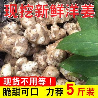 野生洋姜新鲜现挖5斤菊芋种子野鬼子姜不辣甜阳姜蔬菜酱腌菜泡菜