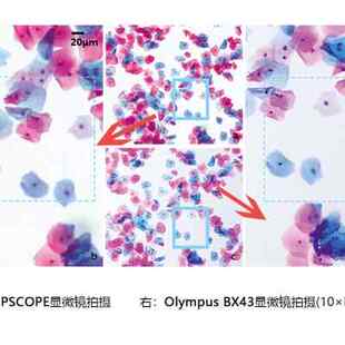 TIPSCOPE手机显微镜便携即贴即用通用专业实验看精子高清放大 促销