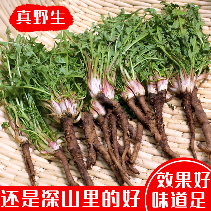 野生新鲜蒲公英整株带根东北特产新鲜婆婆丁根特级中药材产地直发