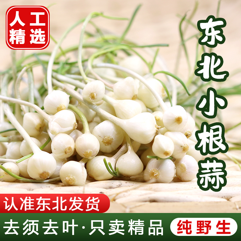 东北特产野菜香辣小根蒜新鲜包邮