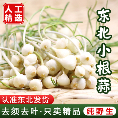 东北特产野菜香辣小根蒜新鲜包邮