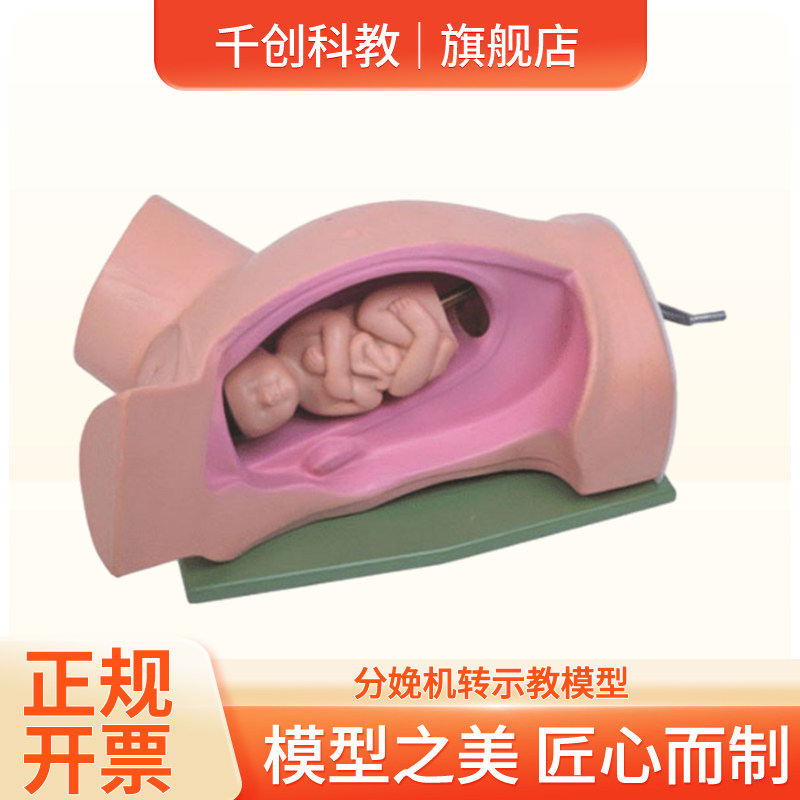 【产科教学】分娩机转示教模型 动态胎头旋转 真实骨盆结构 助产士培训教具 卫健委标准 临床同款热销