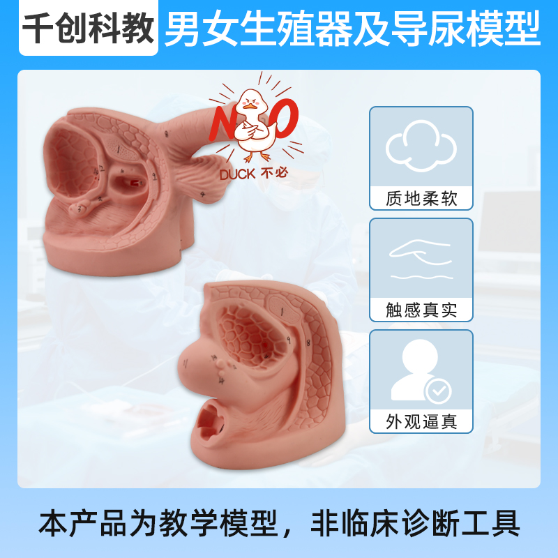 男女双用生殖器导尿模型高仿真解剖结构医学教具 内外生殖器解剖设计导尿练习实训模型