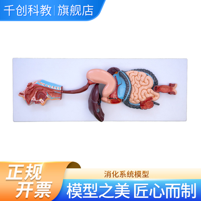 消化系统立体模型实物大小分3件 展示鼻咽喉食道胃肠肝胆胰脾十二指肠盲肠直肠完整解剖带基板医学教学必备
