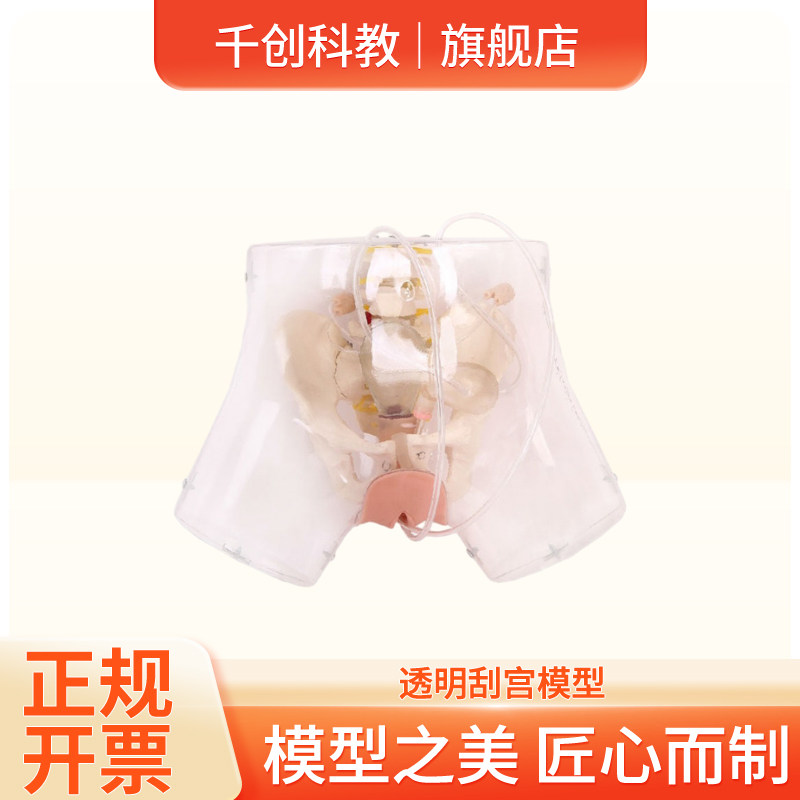 透明刮宫教学模型临床实习用可视盆腔结构扩宫导尿操作多体位子宫卵巢输卵管膀胱输尿管解剖医学教具示教