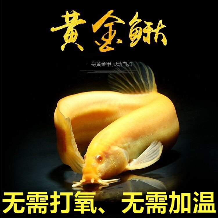 观赏黄金鳅小金龙黄金泥鳅鲜活体冷淡水清洁练手鱼苗饲料清道夫宠