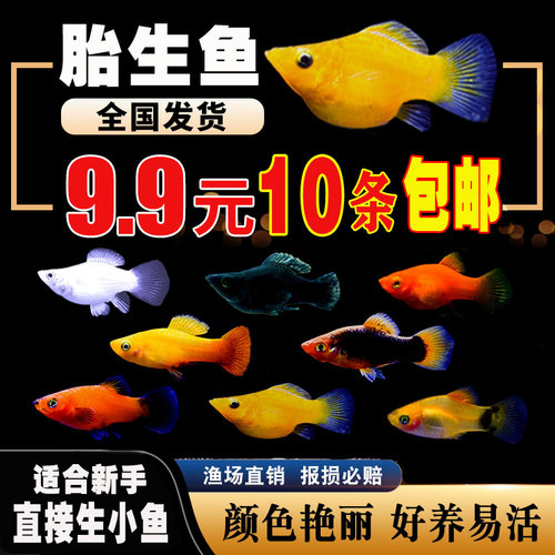 胎生鱼 观赏鱼活体小型黑玛丽金牡丹月光鱼热带米奇鱼 宠物皮球鱼