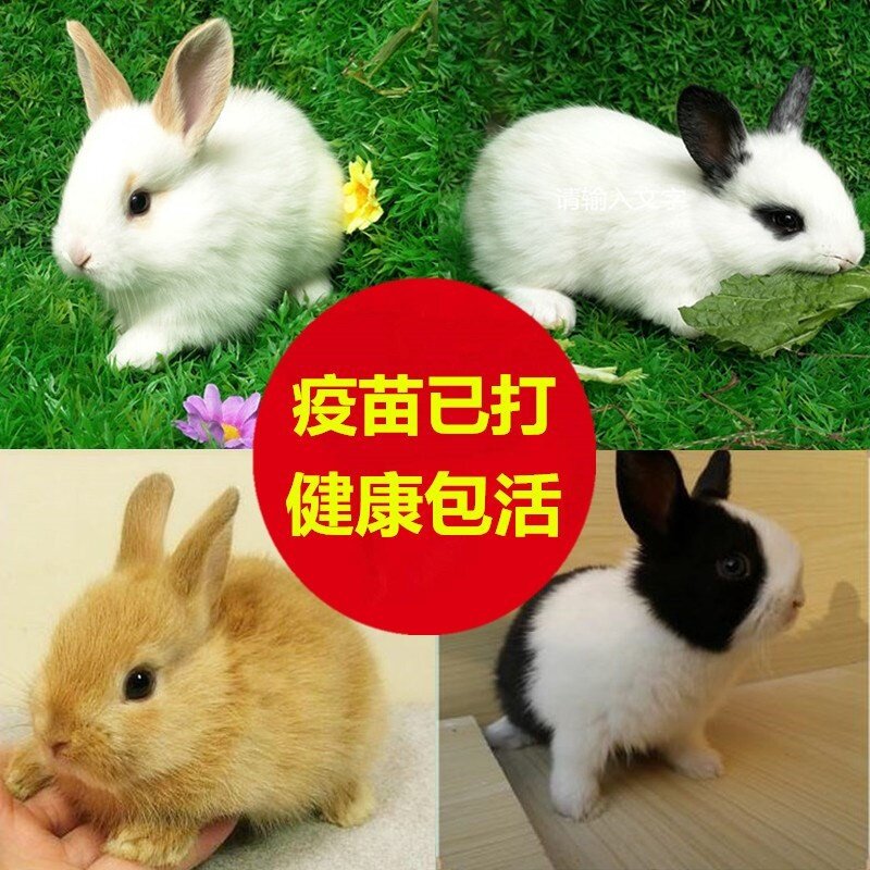 宠物兔子活物家兔茶杯兔长不大侏儒兔小型家养肉兔垂耳小白兔活体