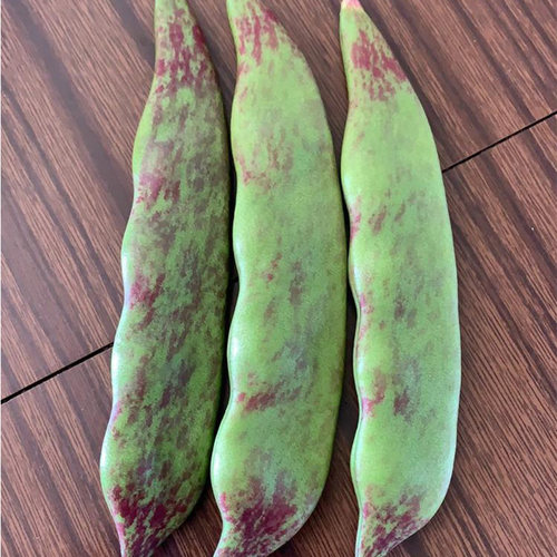 东北油豆角种籽种子一点红