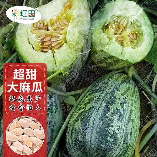 麻瓜甜瓜种子孑特大超甜