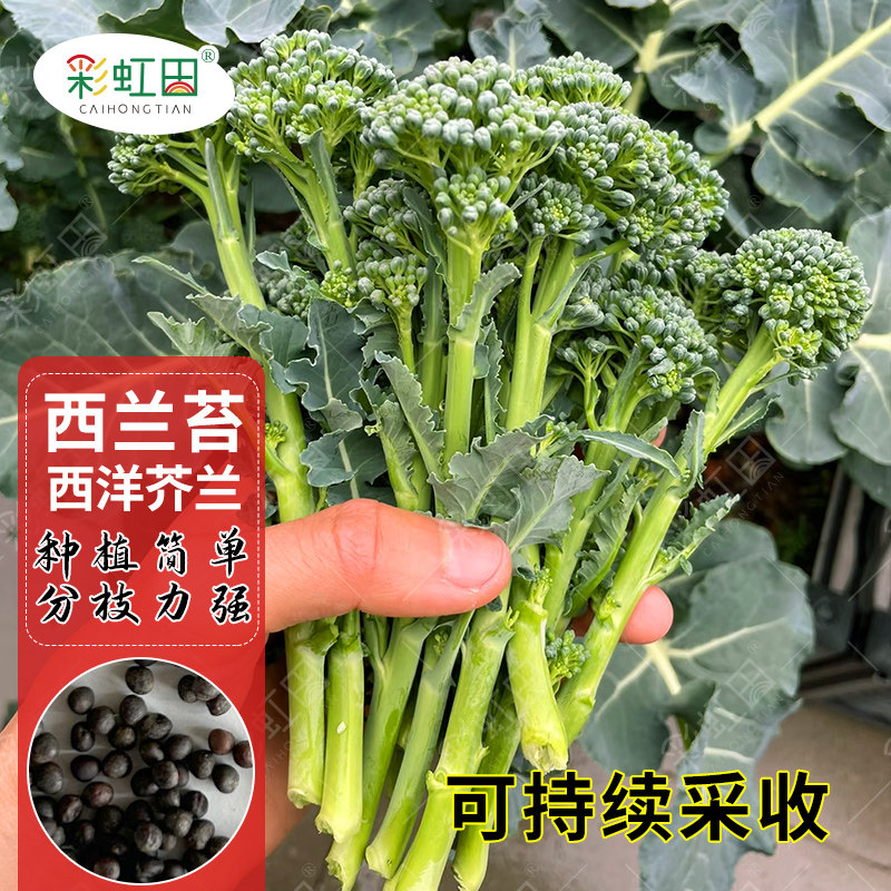 西兰苔种子西洋芥蓝种籽持续采收长茎西兰花秀兰芥兰青花芦笋种孑