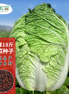 大白菜种子孑白菜籽蔬菜山东白菜种孑棵棵18斤大白菜种籽四季秋季