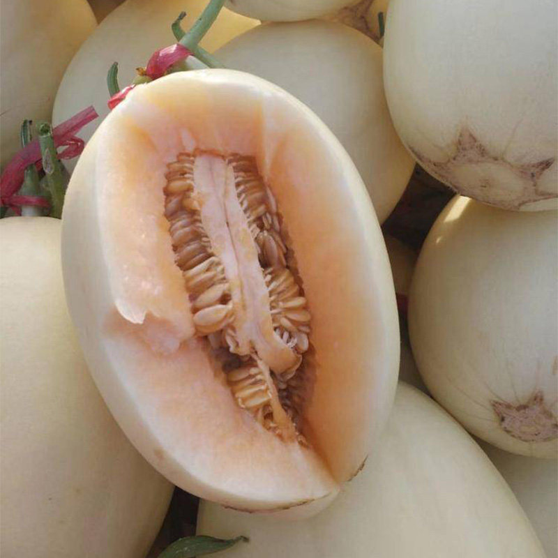 甜瓜种子东方蜜香瓜种籽春夏秋四季阳台白皮红肉农家蔬菜种孑大全