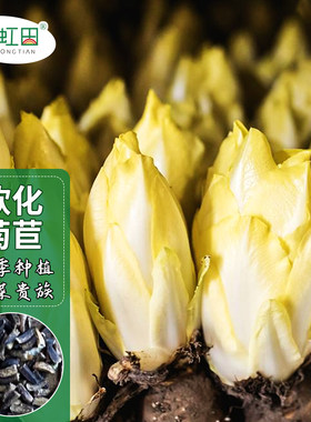 软化菊苣种子蔬菜彩虹田四季种植
