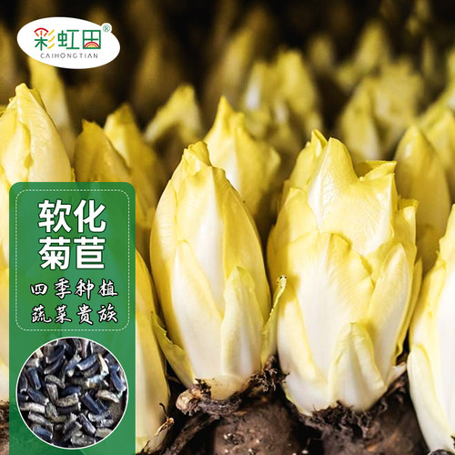 软化菊苣种子蔬菜彩虹田四季种植