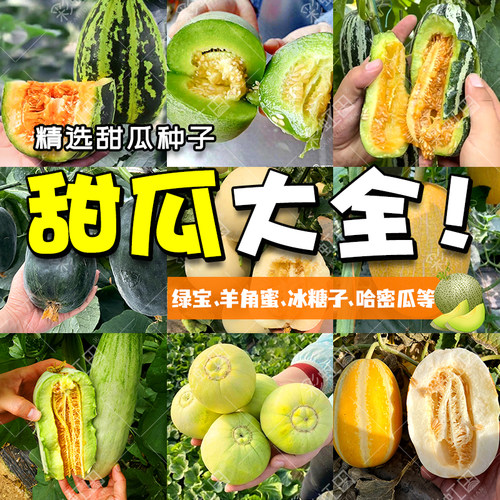 甜瓜种子大全冰糖子绿宝石甜瓜种籽绿宝羊角蜜酥日本甜宝香瓜种孑 - 封面