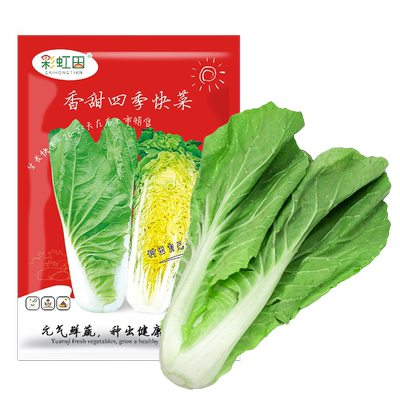四季奶油快菜种籽小白菜种子
