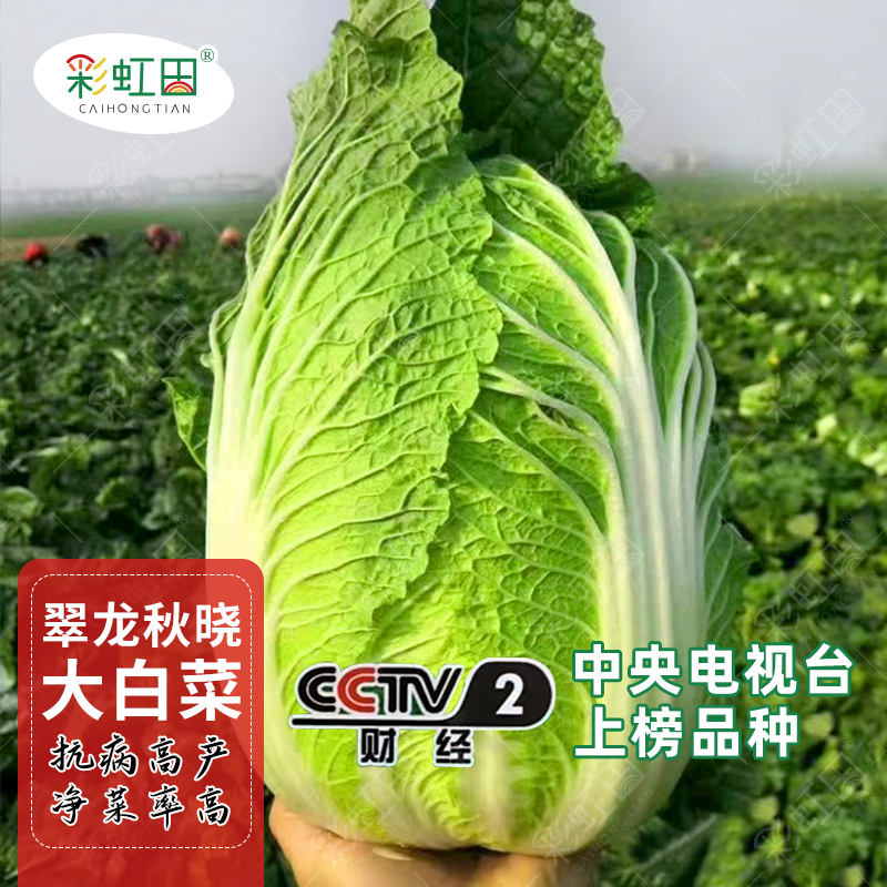 白菜耐热大白菜种子蔬菜秋播大白菜种籽四季种孑菜籽秋季冬季夏季