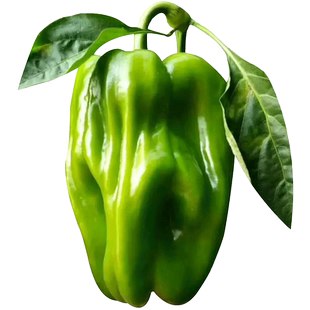 水果五彩甜椒种子绿甜椒苗方椒菜椒青椒种籽高产抗病温室春季四季