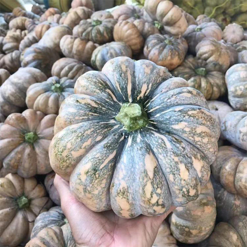 磨盘南瓜种子超甜面春夏四季倭瓜种子高产大田蔬菜种子阳台盆栽