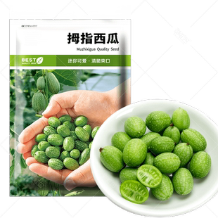 拇指西瓜种子非转基因春秋四季盆栽水果四季阳台迷你大小西瓜种籽