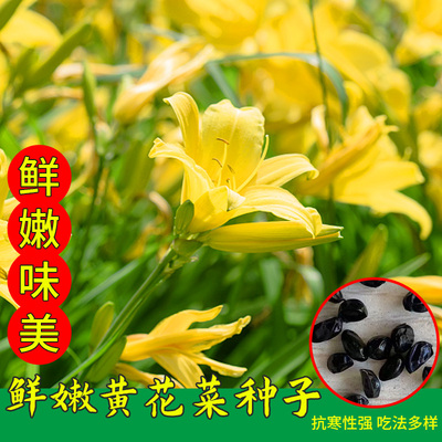 黄花菜种子春季四季阳台盆栽