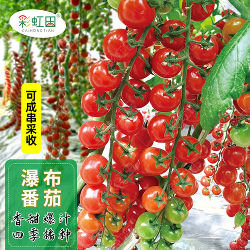 瀑布小番茄种子千禧樱桃西红柿