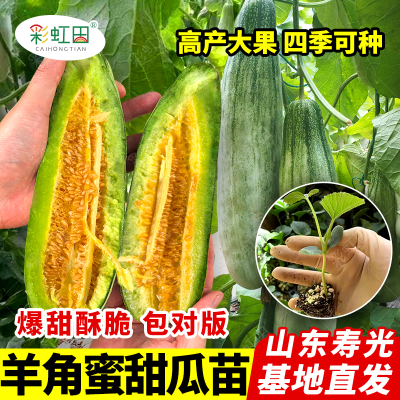 羊角蜜甜瓜种籽羊角酥甜瓜种子香瓜苗密正品春季四季水果特大种孑
