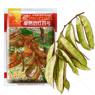 红边扁豆种子早熟高产春秋四季红眉豆角种籽紫豆梅豆农家蔬菜种孑