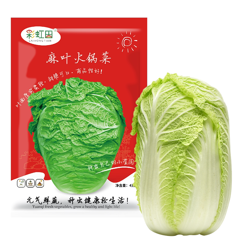 麻叶火锅菜种子无筋大白菜皱叶