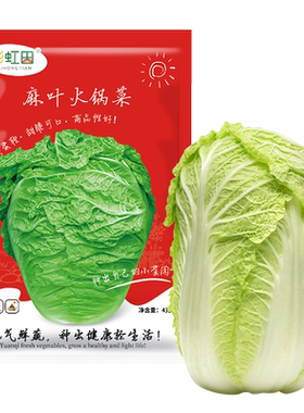 麻叶火锅菜种子无筋大白菜皱叶