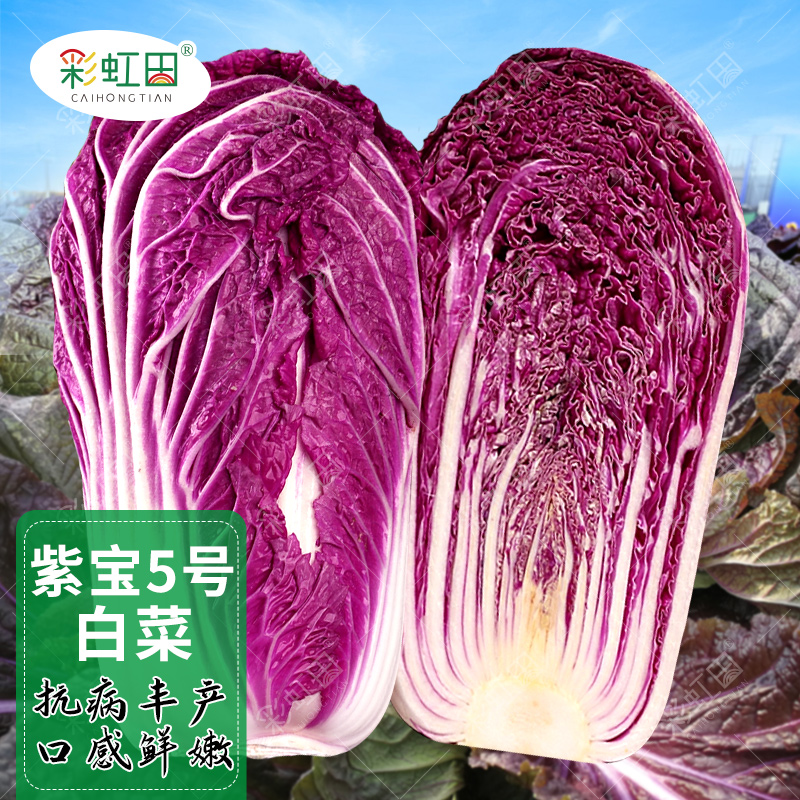 紫色大白菜种子大全春秋四季杂交紫宝5号白菜种籽农家大田蔬菜孑
