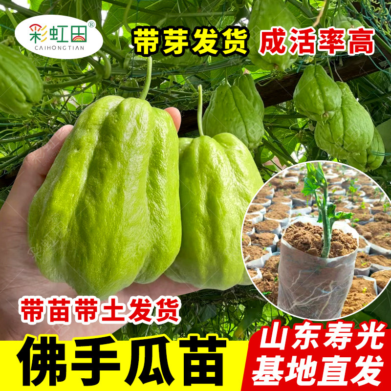 佛手瓜种瓜种苗种子种籽带芽新鲜福寿瓜苗四季盆栽蔬菜苗孑龙须菜