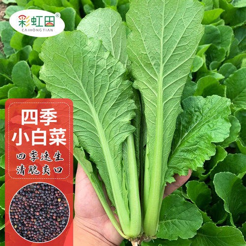 速生青梗小白菜籽四季种子