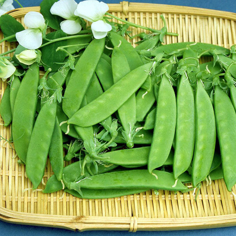 矮生双荚荷兰豆种子大荚型菜豆青豆搭架豌豆春四季阳台蔬菜种籽孑